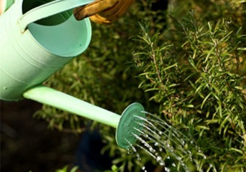 GARDENING